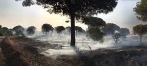 Zona afectada por el incendio./ Facebook Ayuntamiento de Moguer.