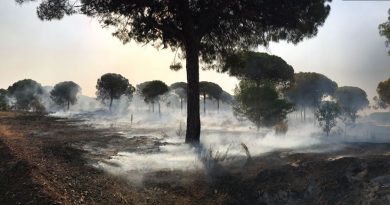 Zona afectada por el incendio./ Facebook Ayuntamiento de Moguer.